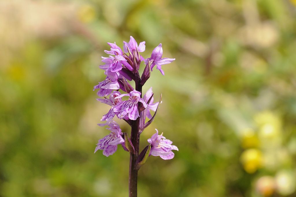 Dactylorhiza maculata subsp. fuchsii